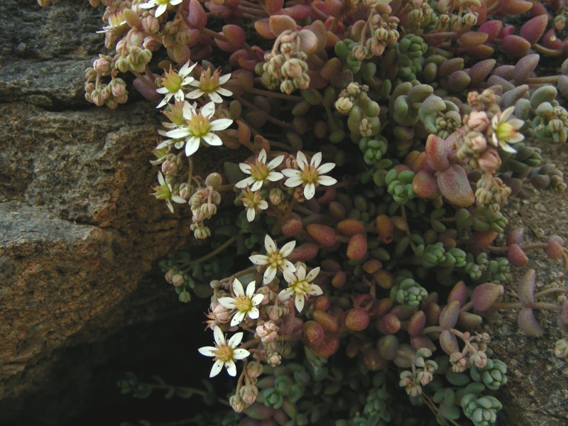 Sedum dasyphyllum / Borracina cinerea